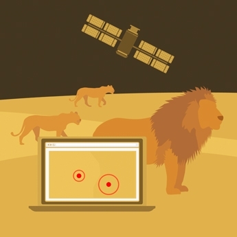 lion